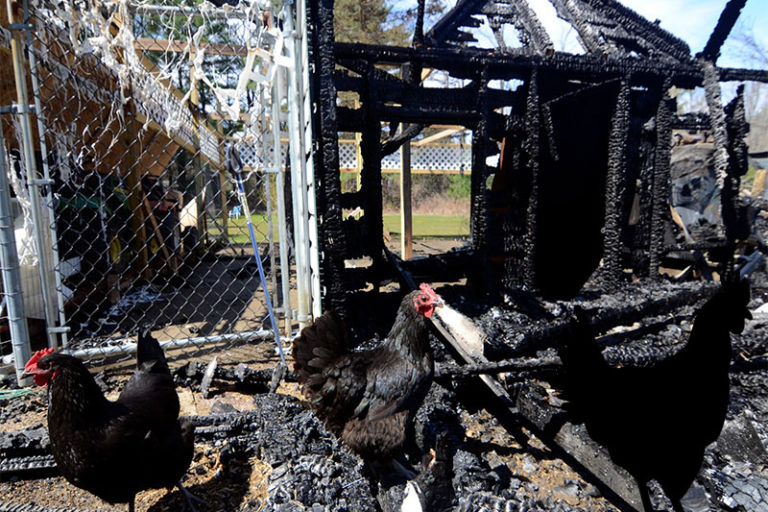 Blog Large Chicken Coops