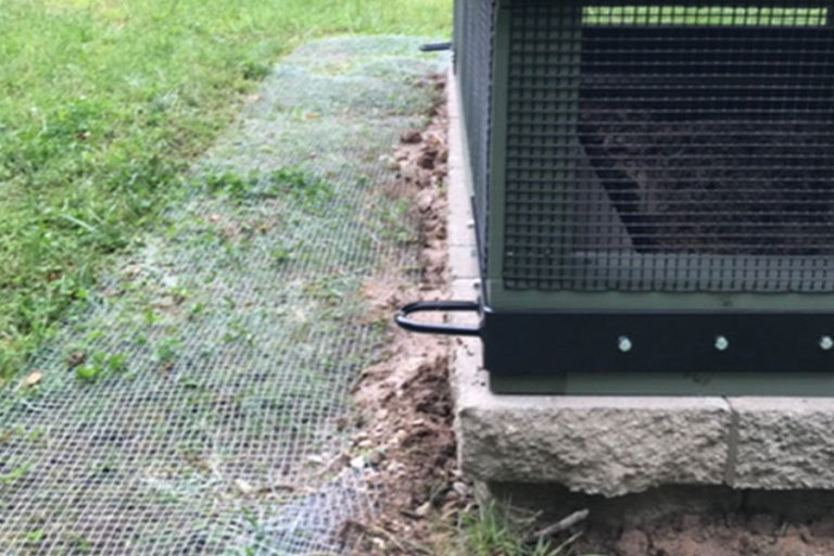 will raccoons dig under chicken coop