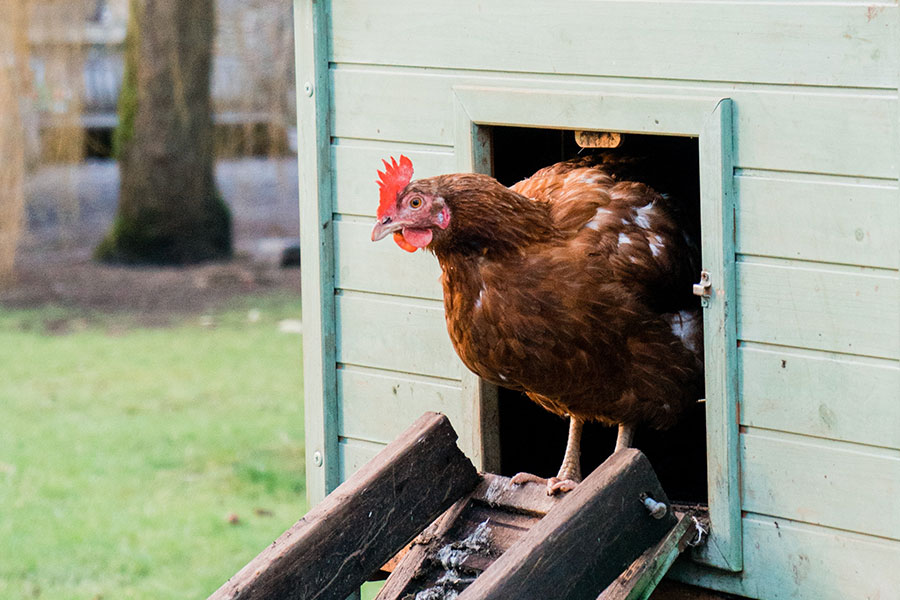 how to pick a chicken coop