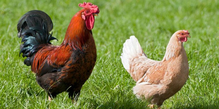 Coops by Number of Birds | Large Chicken Coops