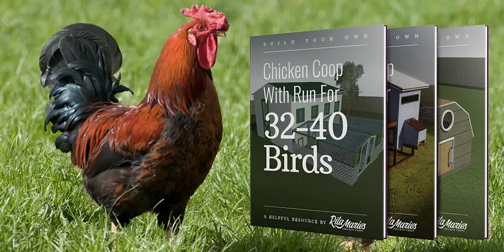 chicken coop plans for 30 chickens